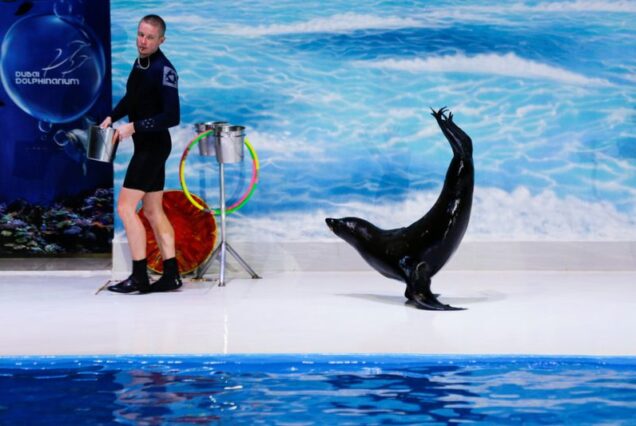 Dubai Dolphinarium