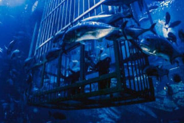 dubai underwater zoo