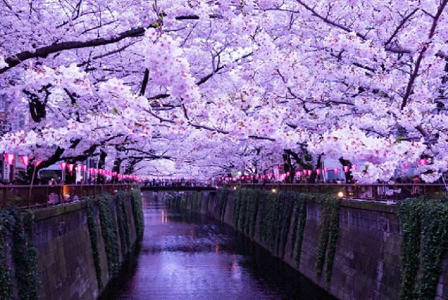 wonders of japan cherry blossom 2024