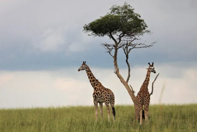 uganda visa services from Dubai UAE
