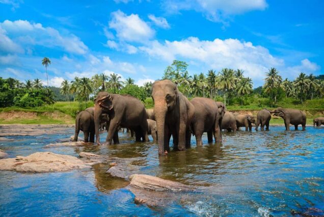 Sri Lanka Tour Package from Dubai UAE