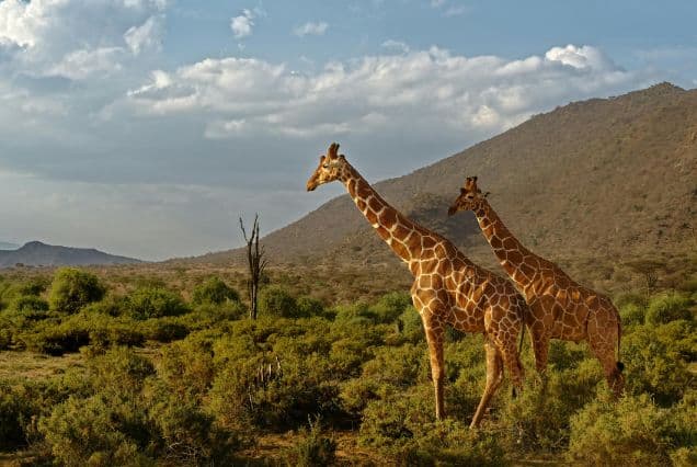Kenya Tour Package from Dubai, UAE