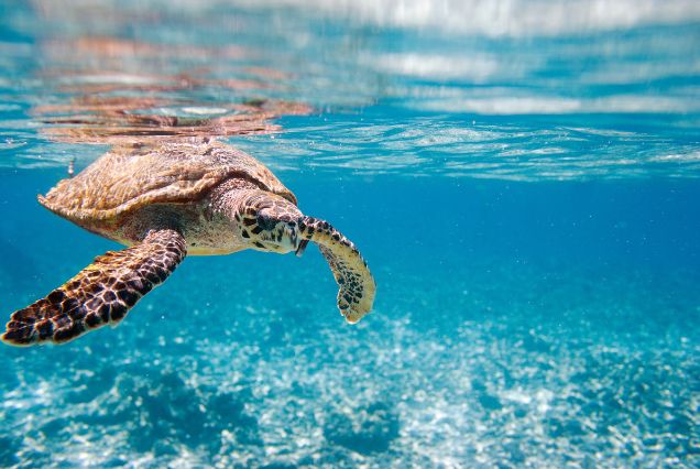 Curieuse Island – Giant Tortoises and Red Earth