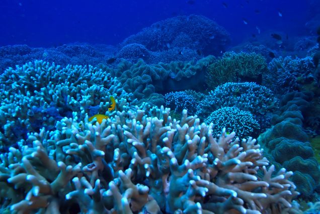 Ste. Anne Marine National Park – Underwater Paradise
