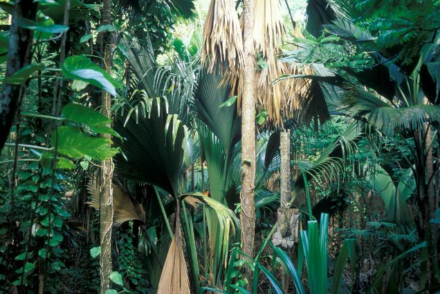 Vallée de Mai – Seychelles’ Very Own Garden of Eden