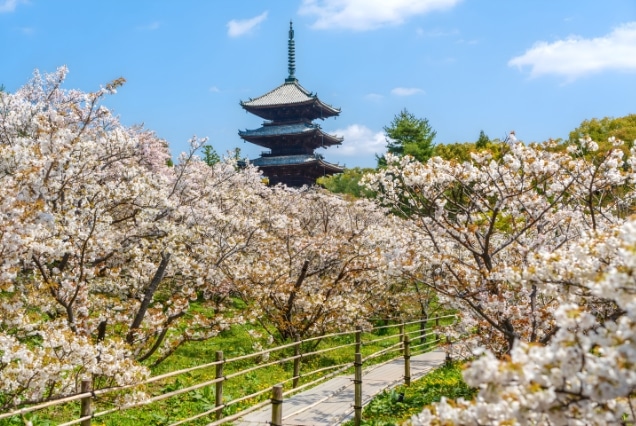 Kyoto Cherry Blossom - Tradition at Its Most Beautiful