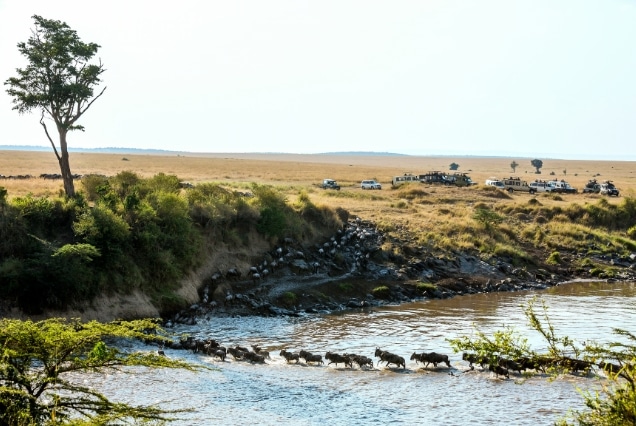 Wildebeest crossing the Mara River during the Great Migration as safari vehicles observe from the riverbank.