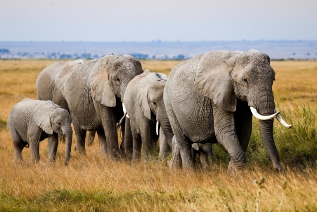 A family of African elephants walking through tall grass in Kenya, part of a holiday package from Dubai, UAE.