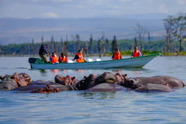 Tourists in a boat watching a pod of hippos in a Kenyan lake, part of a wildlife holiday package from UAE.