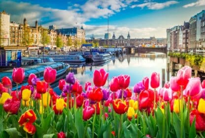 Vibrant tulips overlooking Amsterdam canals and historic architecture for Netherlands tour packages from UAE.