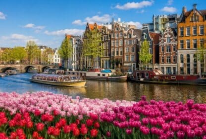 Vibrant pink and red tulips along an Amsterdam canal with a sightseeing cruise boat and Dutch gabled houses.