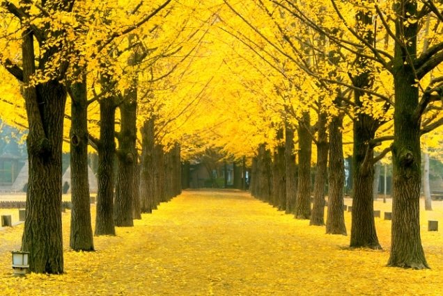 Golden ginkgo tree avenue on Nami Island in autumn – South Korea Tour Package